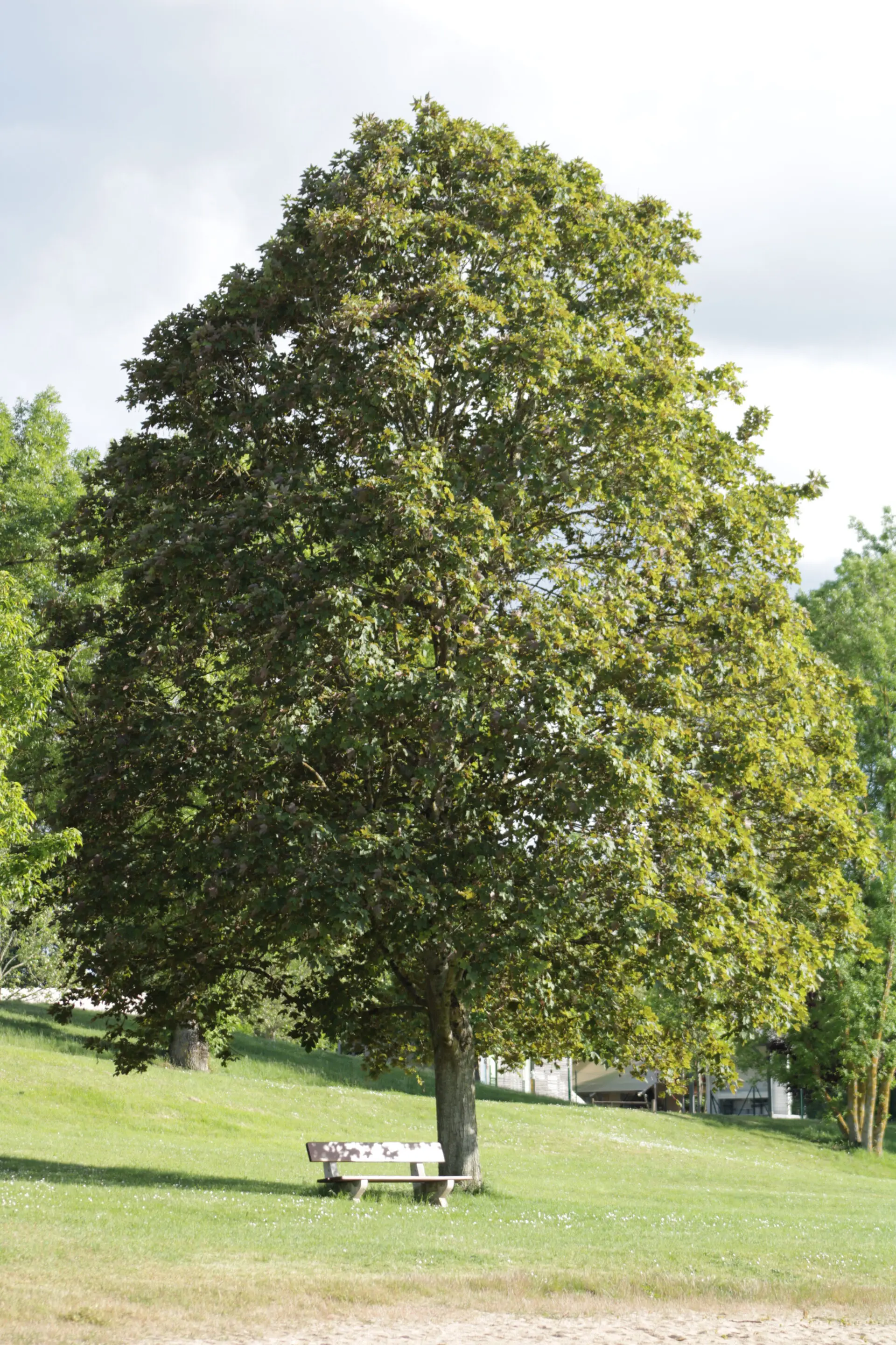 Grand arbre vert avec banc en parc