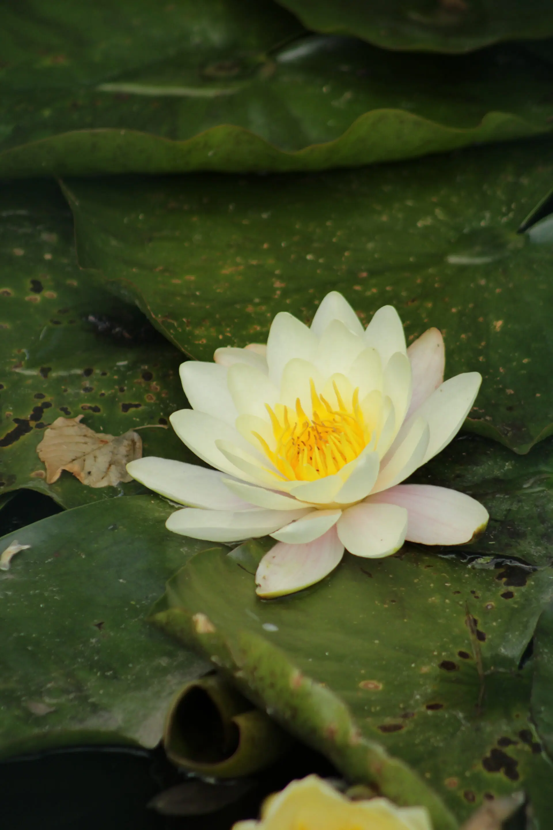IMG_4263 Nénuphar jaune éclatant sur feuilles vertes